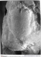 Historisches Foto von Cretatrizocheles doerflesensis (Fraaije et al., 2019) (NHMW-AFW-GEO-BACHMAYER-FOTO-1990-0041-2301)